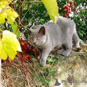 Foto №1. chartreux - zum Verkauf in der Stadt Paris | verhandelt | Ankündigung № 123133