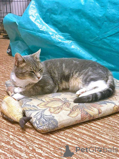 Foto №2 zu Ankündigung № 156355 zu verkaufen  - einkaufen Russische Föderation quotient 	ankündigung