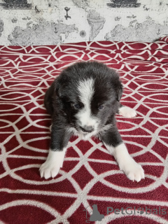 Foto №3. 3 Welpen (Mädchen), Vater Samojede. Weißrussland