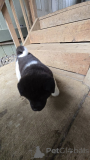 Foto №3. ** Entzückende Akita -Welpen bereit für ihre für immer zuhause! ** Suchen Sie. USA