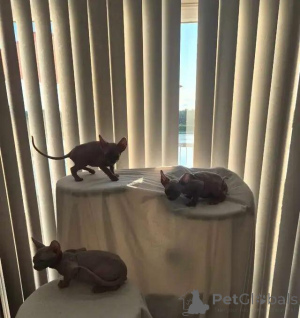 Foto №1. sphynx-katze - zum Verkauf in der Stadt Überllenlen | 580€ | Ankündigung № 176002