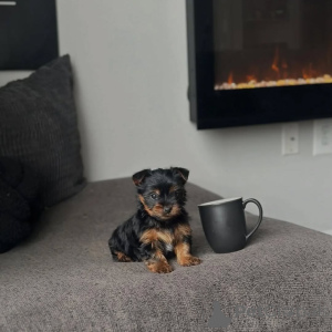Foto №2 zu Ankündigung № 174650 zu verkaufen yorkshire terrier - einkaufen Tschechische Republik züchter