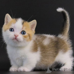 Foto №2 zu Ankündigung № 155601 zu verkaufen munchkin - einkaufen Belgien 