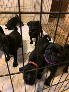 Foto №1. mops - zum Verkauf in der Stadt Флорида Сити | 1063€ | Ankündigung № 138975