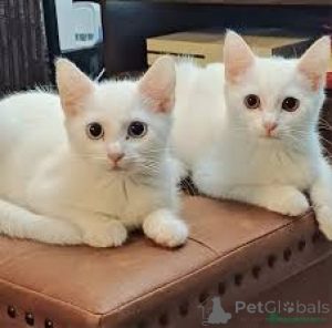 Foto №1. türkisch angora - zum Verkauf in der Stadt Helsinki | 500€ | Ankündigung № 166340