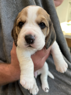 Foto №1. german spitz - zum Verkauf in der Stadt Los Angeles | 577€ | Ankündigung № 143136