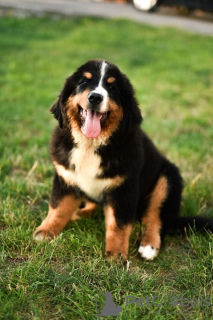 Foto №1. berner sennenhund - zum Verkauf in der Stadt Валево | verhandelt | Ankündigung № 112195