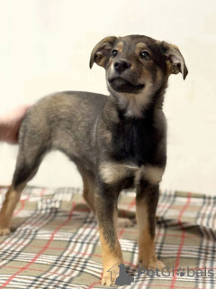 Foto №2 zu Ankündigung № 163756 zu verkaufen mischlingshund - einkaufen Russische Föderation quotient 	ankündigung