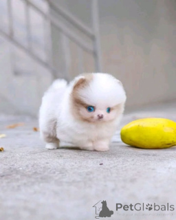 Foto №1. pommersche spitz - zum Verkauf in der Stadt Chicago | verhandelt | Ankündigung № 137539