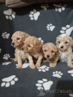 Foto №3. Miniature Poodles for sale. Serbien