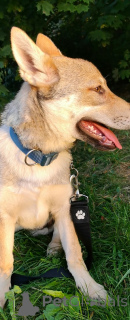 Foto №1. tschechoslowakischer wolfhund - zum Verkauf in der Stadt Minsk | verhandelt | Ankündigung № 33280