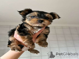 Foto №1. yorkshire terrier - zum Verkauf in der Stadt Vilnius | 379€ | Ankündigung № 44905