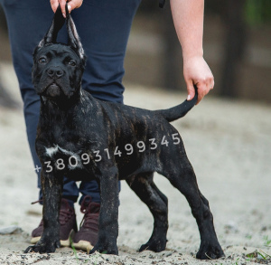 Foto №2 zu Ankündigung № 6501 zu verkaufen cane corso italiano - einkaufen Ukraine quotient 	ankündigung