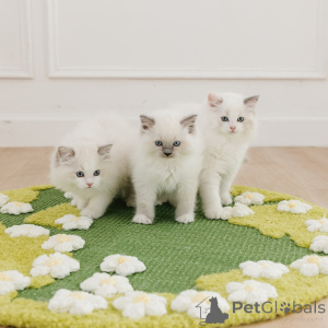 Foto №2 zu Ankündigung № 169332 zu verkaufen ragdoll-katze - einkaufen Polen züchter