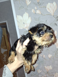 Foto №4. Ich werde verkaufen biewer terrier, yorkshire terrier in der Stadt Daugavpils. quotient 	ankündigung, vom kindergarten, züchter - preis - 600€
