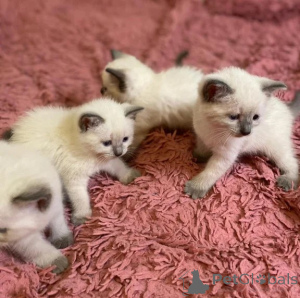 Foto №1. balinesenkatze - zum Verkauf in der Stadt Brannenburg | 350€ | Ankündigung № 176677