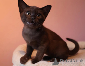 Foto №1. burma-katze - zum Verkauf in der Stadt Jülich | 350€ | Ankündigung № 177598