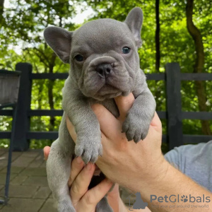 Foto №2 zu Ankündigung № 94658 zu verkaufen französische bulldogge - einkaufen Rumänien quotient 	ankündigung