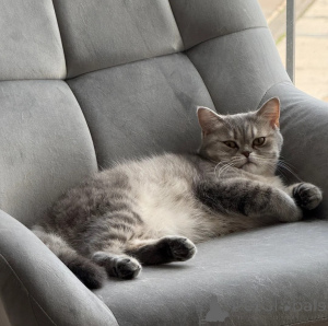 Foto №1. american shorthair - zum Verkauf in der Stadt Mansfeld-Südharz | 350€ | Ankündigung № 177560