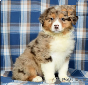 Foto №1. australian shepherd - zum Verkauf in der Stadt Limassol | 650€ | Ankündigung № 103926