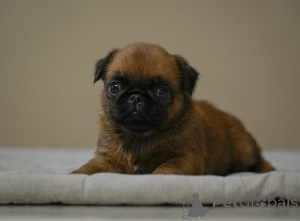 Foto №3. Charmantes Petit-Brabançon-Mädchen. Weißrussland