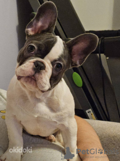 Foto №4. Ich werde verkaufen französische bulldogge in der Stadt Tallinn.  - preis - 1800€