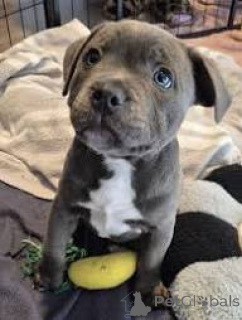 Foto №3. Lindos cachorros Staffordshire Bull Terrier für den Verkauf. Portugal