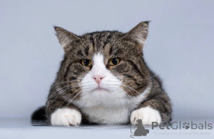 Foto №1.  - zum Verkauf in der Stadt Chimki | Frei | Ankündigung № 165121