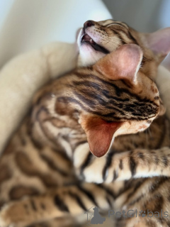 Foto №1. pudel (toy) - zum Verkauf in der Stadt Berlin | 550€ | Ankündigung № 163096