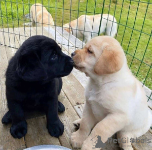 Foto №1. labrador retriever - zum Verkauf in der Stadt Fieberbrunn | verhandelt | Ankündigung № 91582