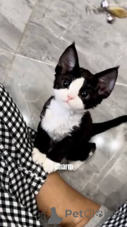 Foto №1. devon rex - zum Verkauf in der Stadt Krakau | 500€ | Ankündigung № 173294