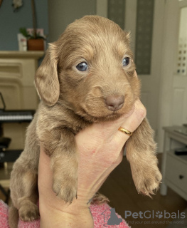 Foto №2 zu Ankündigung № 130888 zu verkaufen dackel - einkaufen Deutschland quotient 	ankündigung