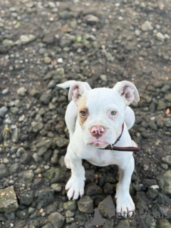 Foto №3. Chihuahua-Welpe zur Adoption verfügbar. Belgien