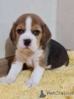 Foto №1. beagle - zum Verkauf in der Stadt Agia Marina | verhandelt | Ankündigung № 170476