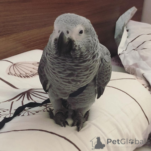 Foto №1. american bulldog, american bully, amerikanischer cocker spaniel, american pit bull terrier, basset hound, beagle - zum Verkauf in der Stadt Bronxville | verhandelt | Ankündigung № 145244