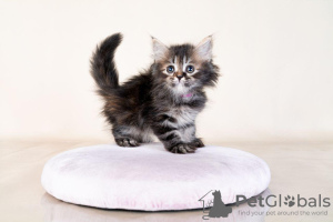 Foto №2 zu Ankündigung № 122037 zu verkaufen maine-coon-katze - einkaufen USA quotient 	ankündigung