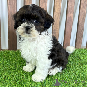 Foto №1. mischlingshund - zum Verkauf in der Stadt Baaienfurt | 300€ | Ankündigung № 151465