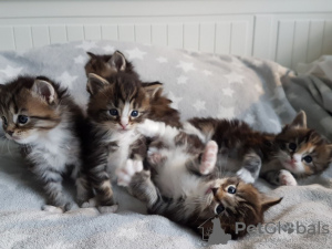 Foto №2 zu Ankündigung № 37307 zu verkaufen maine-coon-katze - einkaufen USA quotient 	ankündigung, vom kindergarten