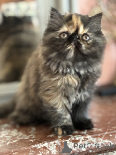 Foto №4. Ich werde verkaufen maine-coon-katze in der Stadt Brüssel.  - preis - Frei