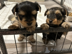 Foto №1. yorkshire terrier - zum Verkauf in der Stadt Pieksämäen maalaiskunta | 340€ | Ankündigung № 123458