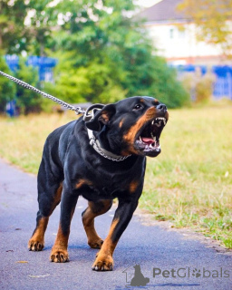 Foto №1. deutscher schäferhund - zum Verkauf in der Stadt Osttexas | 3584€ | Ankündigung № 168813