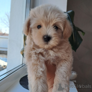 Foto №3. Der liebe Maltip. Weißrussland