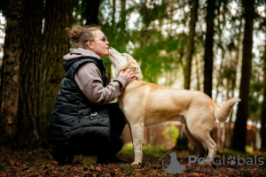 Zusätzliche Fotos: Der hübsche Husky Hart ist in guten Händen