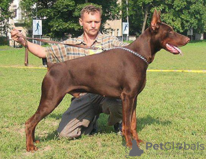 Zusätzliche Fotos: Der Dobermann-Zwinger Imidz bietet Welpen aus diesem Paar an.