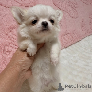 Foto №2 zu Ankündigung № 174640 zu verkaufen chihuahua - einkaufen Tschechische Republik züchter