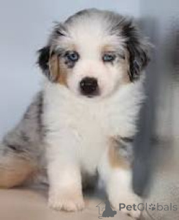Foto №4. Ich werde verkaufen australian shepherd in der Stadt Rotterdam. quotient 	ankündigung, züchter - preis - 700€