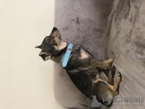 Foto №1. mischlingshund - zum Verkauf in der Stadt Uppsala | 300€ | Ankündigung № 44571