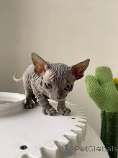 Foto №2 zu Ankündigung № 165920 zu verkaufen sphynx cat - einkaufen Frankreich quotient 	ankündigung, züchter