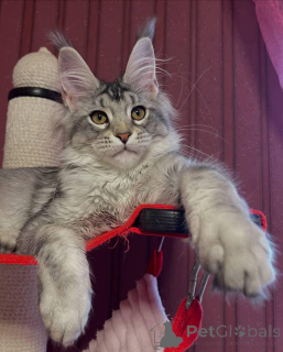 Foto №2 zu Ankündigung № 160663 zu verkaufen maine-coon-katze - einkaufen Großbritannien züchter