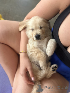 Foto №2 zu Ankündigung № 174975 zu verkaufen golden retriever - einkaufen Deutschland quotient 	ankündigung